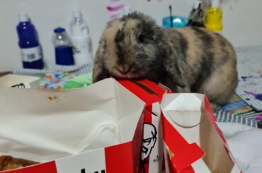 My boy is a KFC fiend, he stuck his head in the box a few times and almost got some lol. Seriously I had to kick him off the table three times before distracting him with Kale.