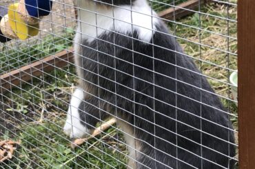 Apollo doing his best T Rex impression