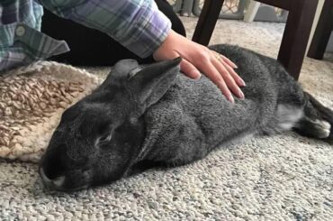 Björn being a noodle boi