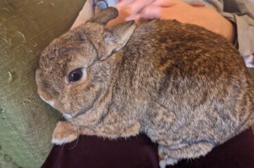 This is how he curled up on her lap for pets. He loves smashing his face into things. Why??? Lol Bob Ross the squish face