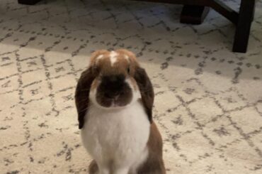 Here mom, take my picture ❤️Carol Baskin Is just so photogenic 🐰🐇
