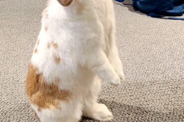 Maybe the best picture I've got of him