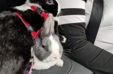 All my sisters have laid on me once.