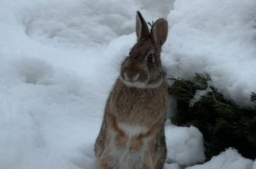 Wild bun stands for peanuts 🥜