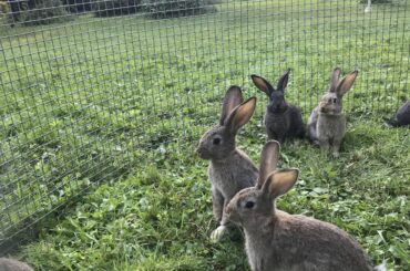 Found a picture from August with some bunnies.