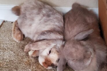 Scoliosis Sleeping positions
