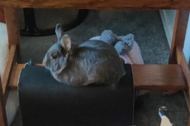 Of all his comfy beds, blankets, and huts, this plank that's barely as wide as he is obviously makes the best napping spot