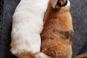 Twice the noodle, double the bun.