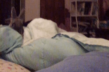 Free Roam Bunny Won’t Let Owner Sleep (Taken at 2:00 AM) (x-post r/Rabbits)