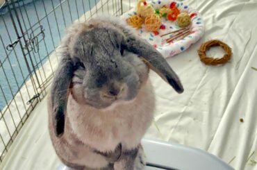 Been a few months since I posted Charlotte here. She’s grown but is still quite photogenic!