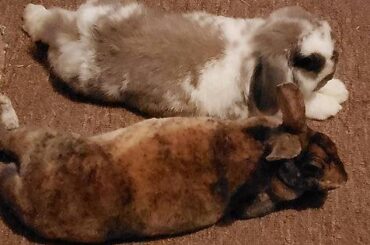 The rare double noodle