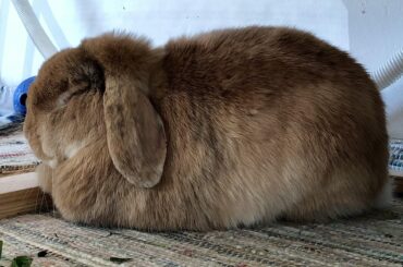 The most perfect loaf of golden-brown sandwich bread 🥖