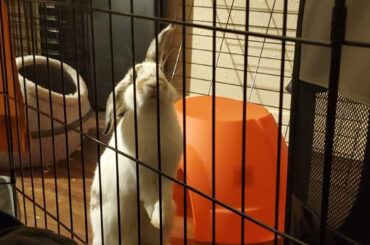 This is my derpy eared gentleman named turbo😊