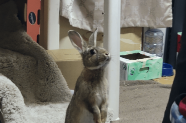 Squishy waiting for the pellets