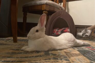 Your majesty and her Bun-dunk is feeling right at home after 3 weeks