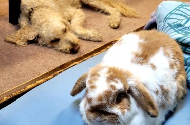 Loaf ft sleepy doggo