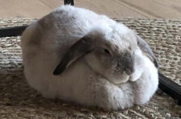 A perfectly round loaf