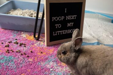 Snickers, my girl’s rabbit.