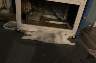 A noodle guarding her home