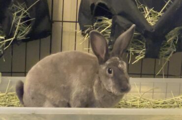 Kit, what are you doing? 🤨