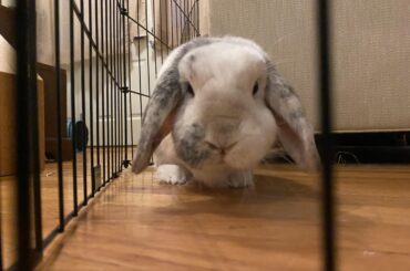 This is more me buncomfortable on the floor with her, but I love this pic cause she’s on the prowl and loves when I’m on her level