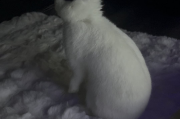 😳 hey guys yesterday night my bunny started staring and something, growling an thumping, he looked really scared and it scared me too. Is it possible for bunnies to see 👻? I don’t wanna sound ridiculous i just have no explanation for that since i didn’t put any new object there for him to be annoyed