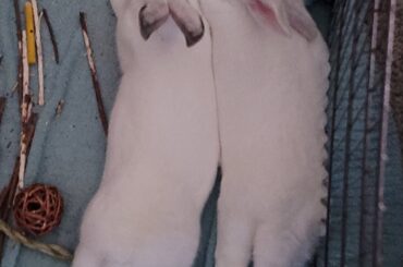 Beef and Ruby relaxing:)