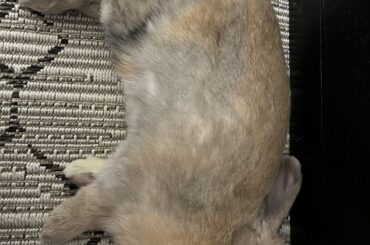 Lop or helicopter?