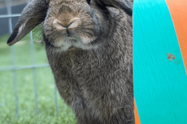 Meet my other rabbit Rocky - he finds it a bit hart to stand up but i hope this counts