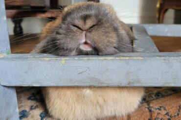 Toast opting for the chair leg over his several beds