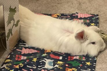 Anyone care for French Baguette?