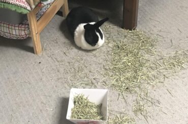 “But why would I keep the hay in the bowl when I can make a colossal mess instead???”