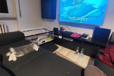 Just a noodle watching animes