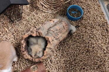 This bunny in the store squishing herself into a tree trunk :3