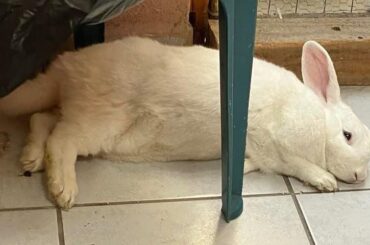 Love how she sleeps 💝