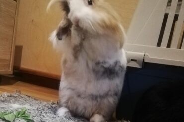 Clean ears are important for Princess Midna