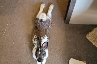 Hello, this is Terrence, aka Terry