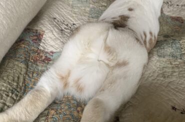 muffin is double cheeked up