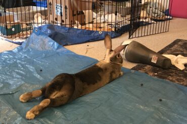 Loving being a noodle since litter box training