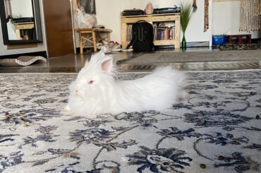 Fuzzy loaf - my Sugey