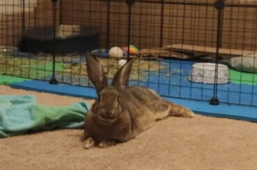 Scotty is now a certified ESA and this is her ID picture... It's like she was asked to strike a pose!