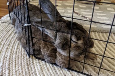 This is how Titus decided to sleep today.