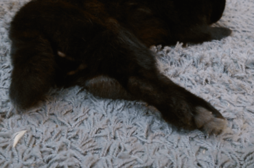 Bells has got legs for daysssss. I wish I could stretch/relax like this but someone's gotta pay the bills....