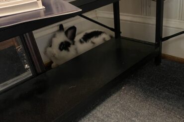 If I fits in the crevice in dad’s office, I sits.