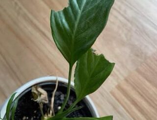 Despite the supplied smorgasbord, someone decided to help themselves to some nocturnal nibbling fromthe top of the dining table last night...