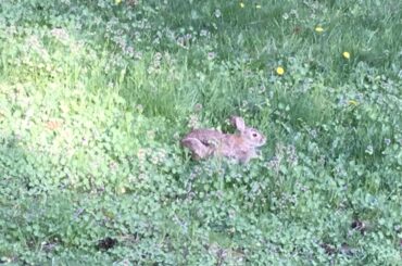 loafin in the fields