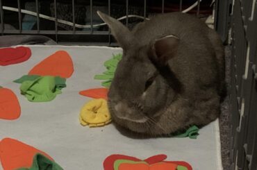 I think my baked loaf is a little burnt