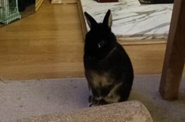 Please sir, can I have some more hay???