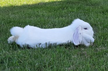 Some rare pics of my noodle noodling in my garden, ca. 2021, colorized