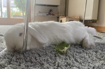 Rosie sleeping on a lettuce leaf and a metal chair leg 🥬 🪑